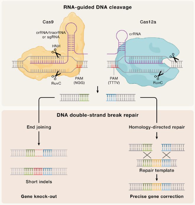 Cell｜CRISPR基因編輯技術(shù)的過去、現(xiàn)在和未來(圖2)