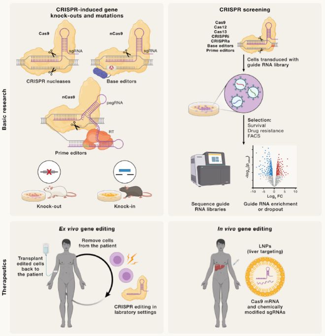 Cell｜CRISPR基因編輯技術(shù)的過去、現(xiàn)在和未來(圖6)