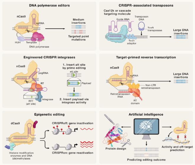 Cell｜CRISPR基因編輯技術(shù)的過去、現(xiàn)在和未來(圖7)