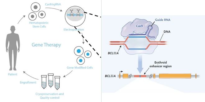 5年新生！邦耀生物全球首例CRISPR治愈β0β0型重度地貧患兒健康生活超5年(圖3)